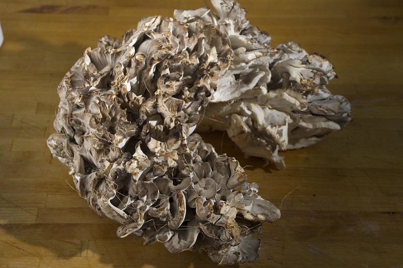 maitake mushrooms